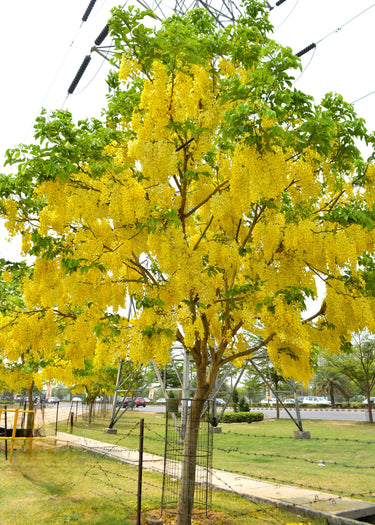 15 GOLDEN SHOWER TREE Gold Rush Yellow Cassia Fistula Flower Seeds